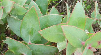 Protea amplexicaulis