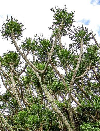 Euphorbia grandidens. Photo Geoff Nichols
