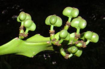 Euphorbia grandidens. Photo Geoff Nichols