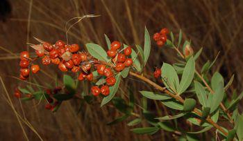Searsia pondoensis