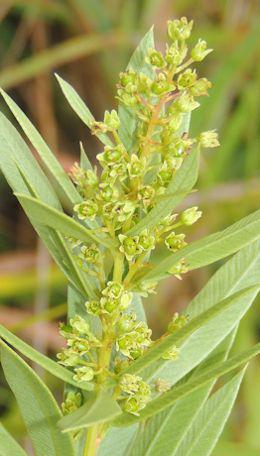 Searsia pondoensis