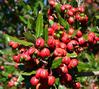 Ochna natalitia