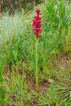 Satyrium rhodanthum