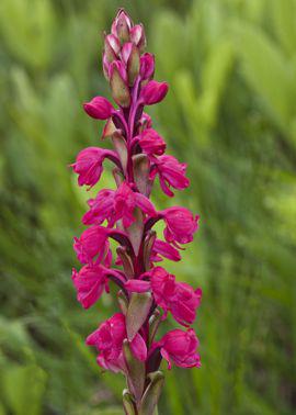 Satyrium rhodanthum. Photo Richard Braby