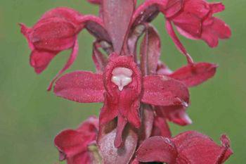 Satyrium rhodanthum