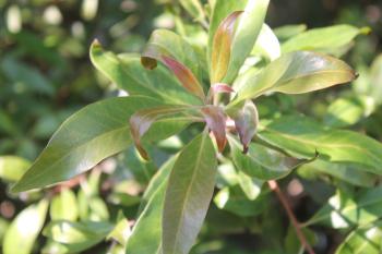 Faurea galpinii, red new growth