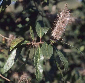 Faurea galpinii, seedhead