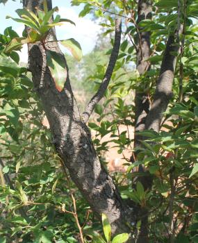 Faurea galpinii, trunk