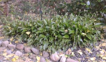 Ledebouria petiolata in a private garden