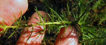 Selago tarachodes leaves Peter R. Warren