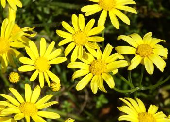 Senecio littoreus