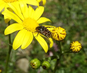 Senecio littoreus and beetle