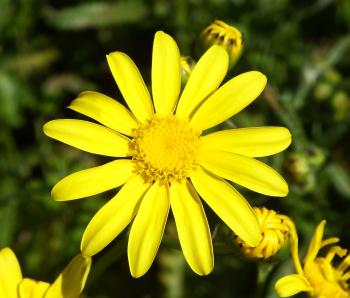 Senecio littoreus, flower
