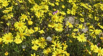 Senecio littoreus, in habitat
