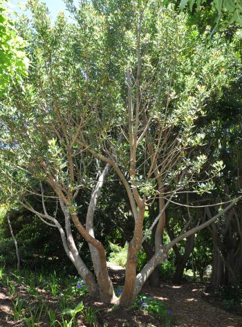 Multistemmed specimen