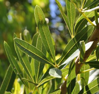 Sterculia alexandri digitate leaf