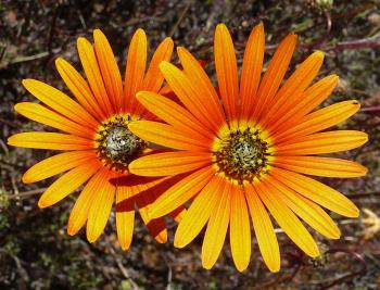 Ursinia chrysanthemoides