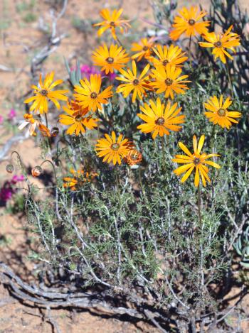 Ursinia chrysanthemoides, shrubby form