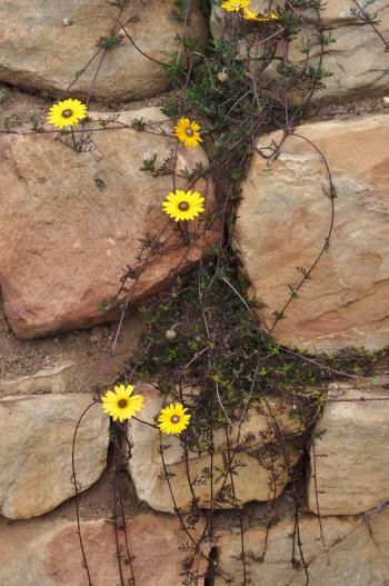 Ursinia chrysanthemoides, mat-forming form