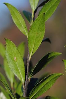 Vaccinium exul branch showing alternate leaves.