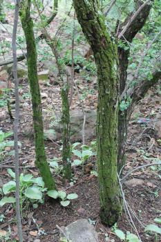 Fabronia pilifera growing in mats on the bark of small trees in the Pretoria National Botanical Garden.
