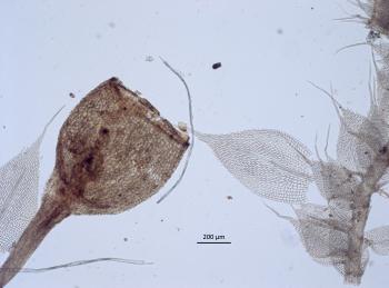 Capsule of Fabronia pilifera with part of the stalk (left) and a branch with leaves (right).