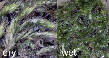 Close-up of dry plants of Fabronia pilifera (left) and wet plants (right).