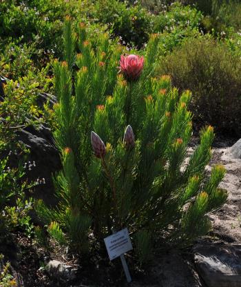 Protea aristata bush..