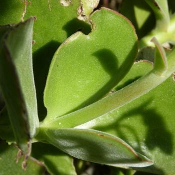 cotyledon petiolaris plantz africa