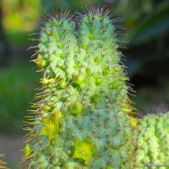 Hoodia water resistant