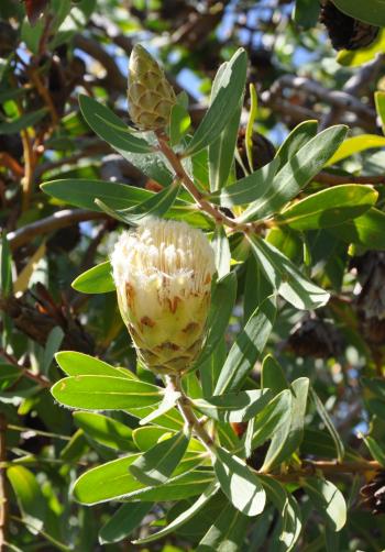 Protea mundiiï¼éæ¾åç¼å±è±é ­ã