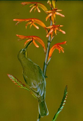 Malachite Sunbird feeding on Chasmanthe floribunda (Peter Steyn).