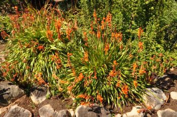 Watsonia pillansii