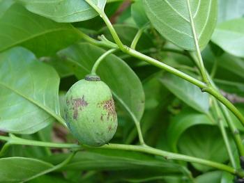 Berchemia discolor, fruit (Geoff Nichols)