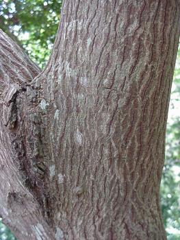Berchemia discolor, trunk (Geoff Nichols)