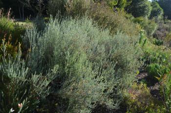 Pentzia dentata, habit.