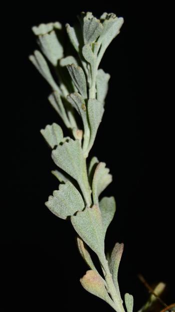 Pentzia dentata, leaves.