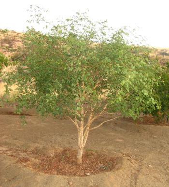 Senegalia burkei, planted tree (Alex Dreyer)