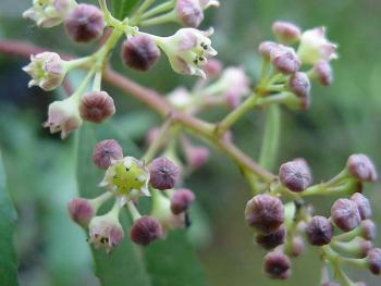Noltea africana, flowers (Geoff Nichols).