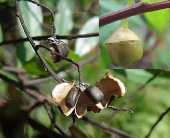 Noltea africana, fruits and seeds (Geoff Nichols).