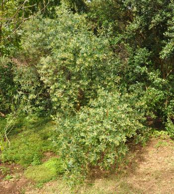 Noltea africana in the Kirstenbosch Arboretum.