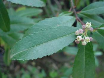 Noltea africana, flowers and foliage (Geoff Nichols).