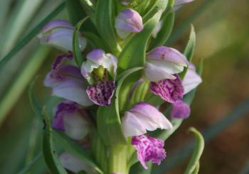 Brachycorythis conica subsp. transvaalensis