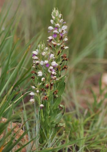 Brachycorythis conica subsp. transvaalensis.