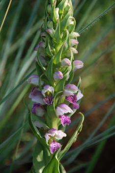 Brachycorythis conica subsp. transvaalensis, inflorescence.