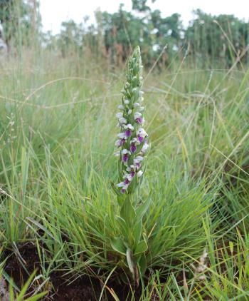 Brachycorythis conica subsp. transvaalensis, in habitat.