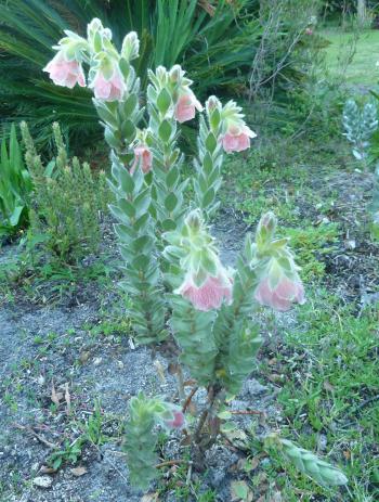 Growing in a Tokai home garden (Eric Harley)