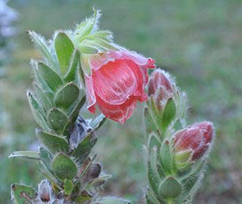 Orothamnus zeyheri