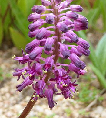 Numerous, small, bright purple to lilac flowers on short stalks.