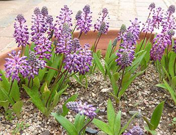 Best cultivated in containers